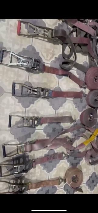 Трещотки европейская