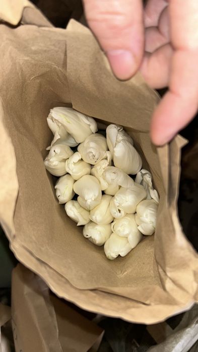 Тюлпаны оптом и в розницу