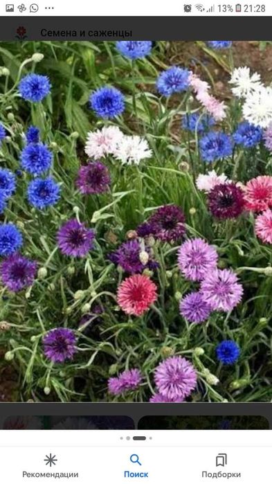 саженцы сливы, черешни...