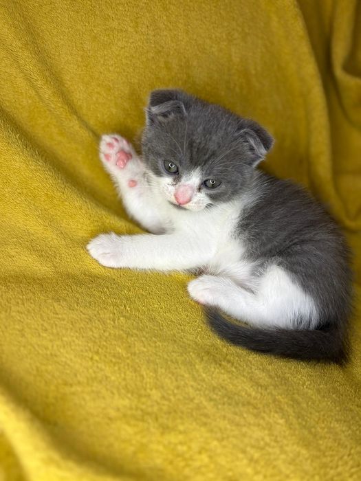 De vânzare 4 puiuți scottish fold