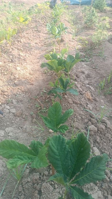 Kashtan kelishilgan narxda