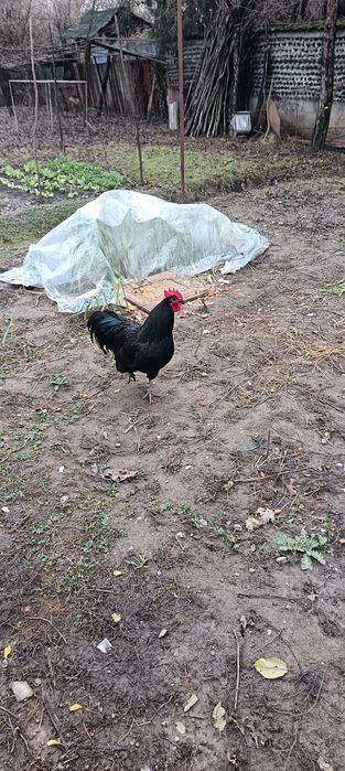 Cocosi Australop