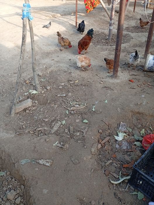 Петух Кучинский продам