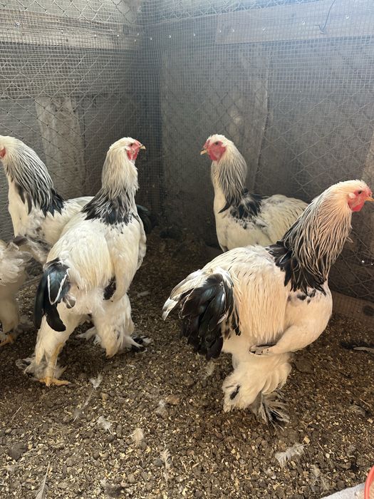 Cocosi brahma HD