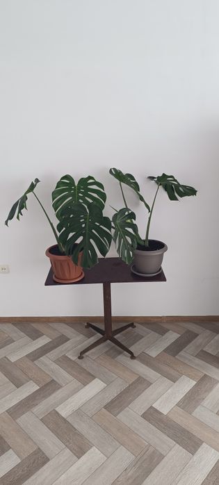 Монстера декоративная