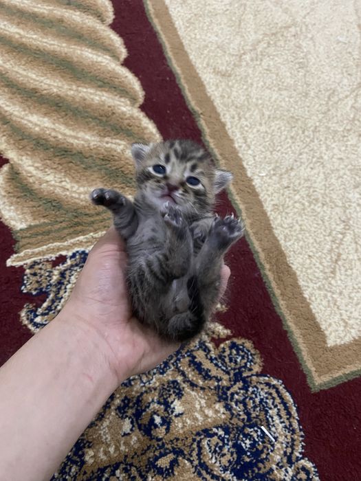 Кошка продается шотландская