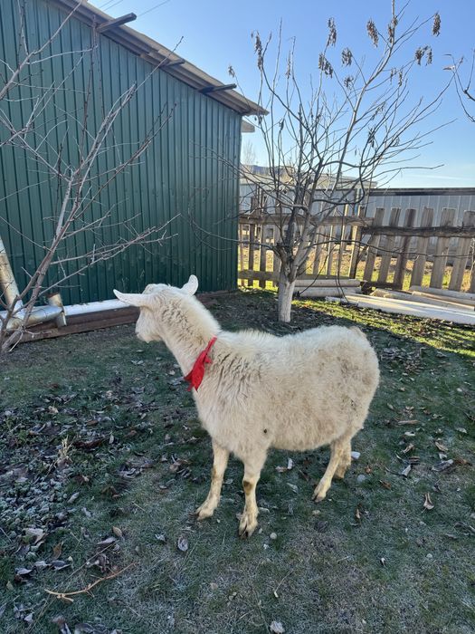 Занин ешкі сатылады