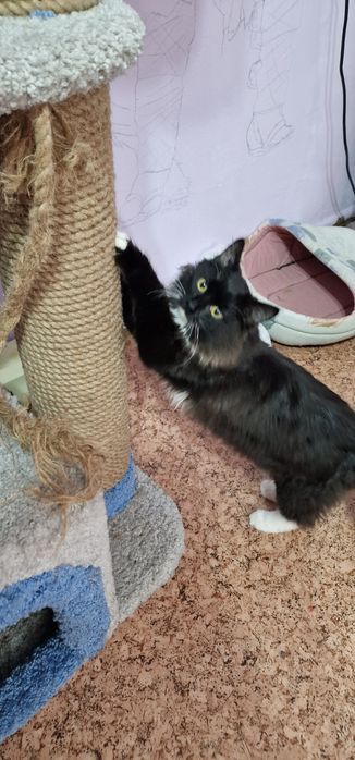 ПОМОГИТЕ найти Кота!!