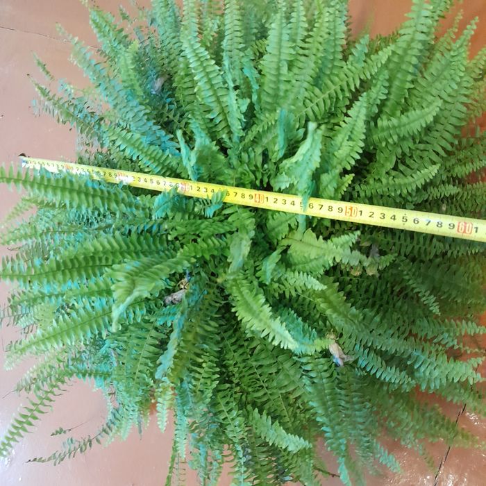 Папоротник крупный