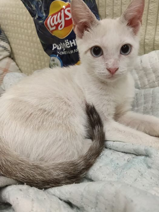 Котик.        .   .