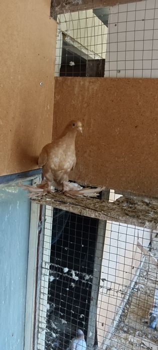 Продам ! Жолтый молодой.