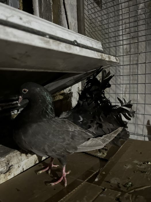 Голубка павлин (самка)