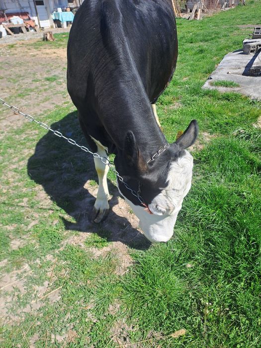 Vaca de vanzare  7 ani