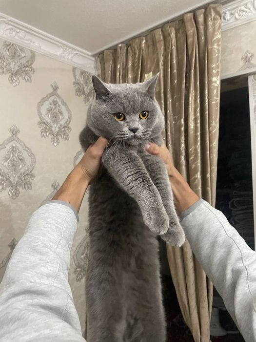 Mushuk scoft sotiladi