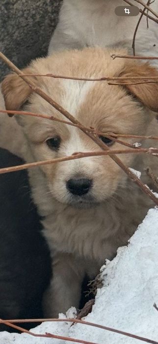 Щенки малыши ищут дом