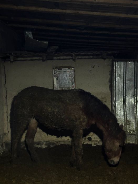 Лошадь -2 годовалая