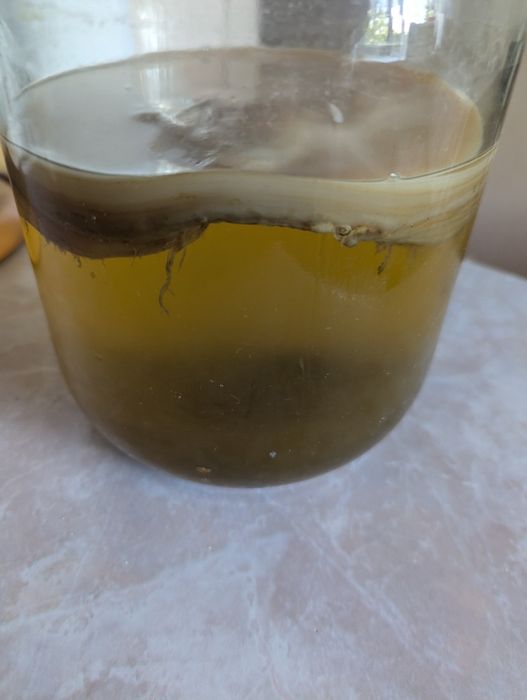 Чайный гриб (комбуча)