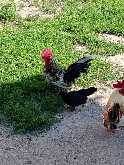 Cocoși chabo de vânzare în Salonta.