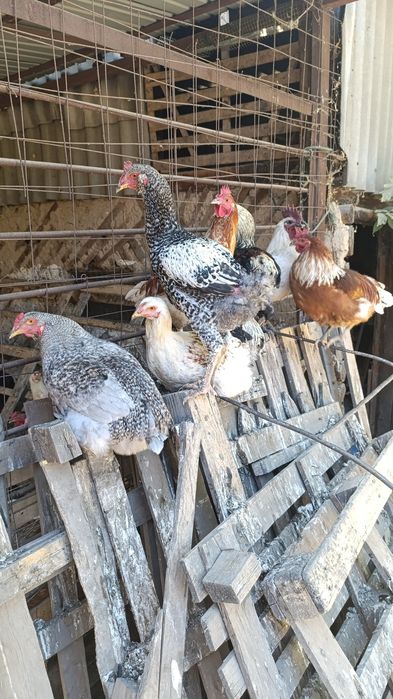 Породистые петухи