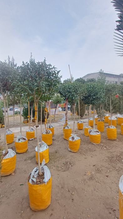 Dastavka xismati bor