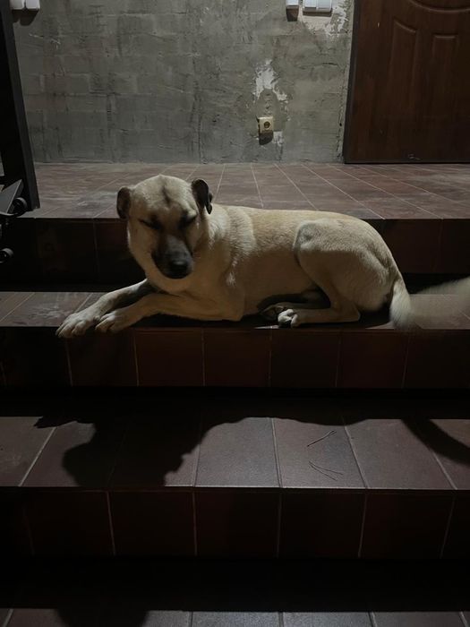 Отдам в добрые заботливые руки