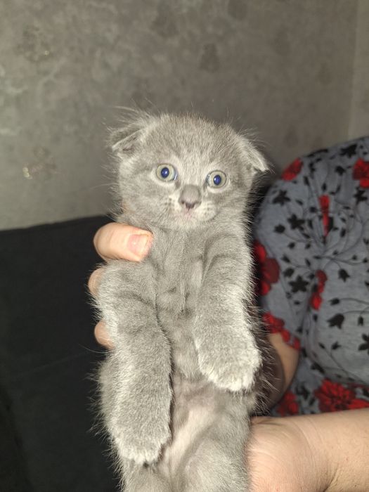 продаётся котёнок