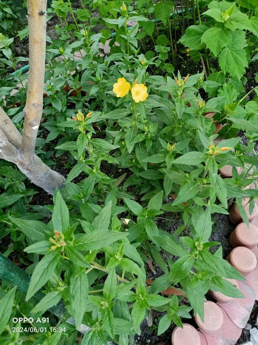 Садовые цветы примула