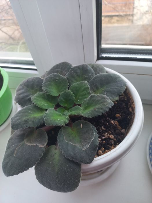 Продажа комнатных цветов