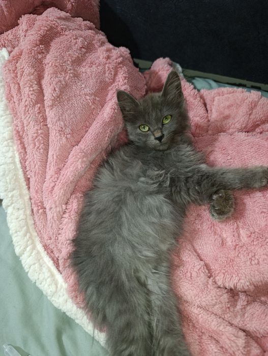 ОЧЕНЬ СРОЧНО В самые любящие руки котёнок девочка