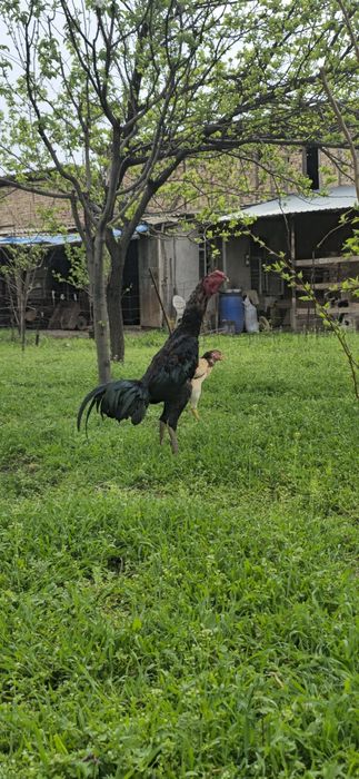 Xoʻroz va tovuq sotiladi xoʻroz 8 oylik tovuq 3 yillik . Narxi kelishi