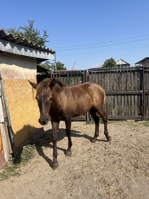 Mânză de 6 luni