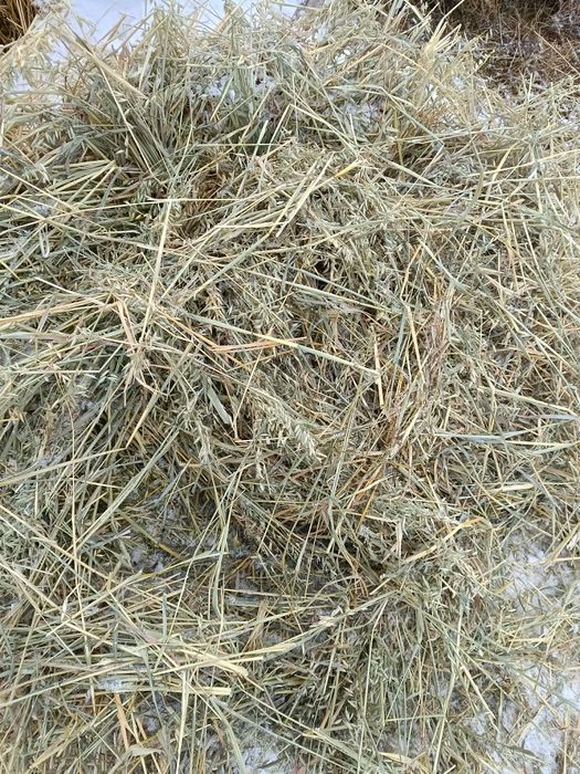 Baloti rotunzi de ovaz