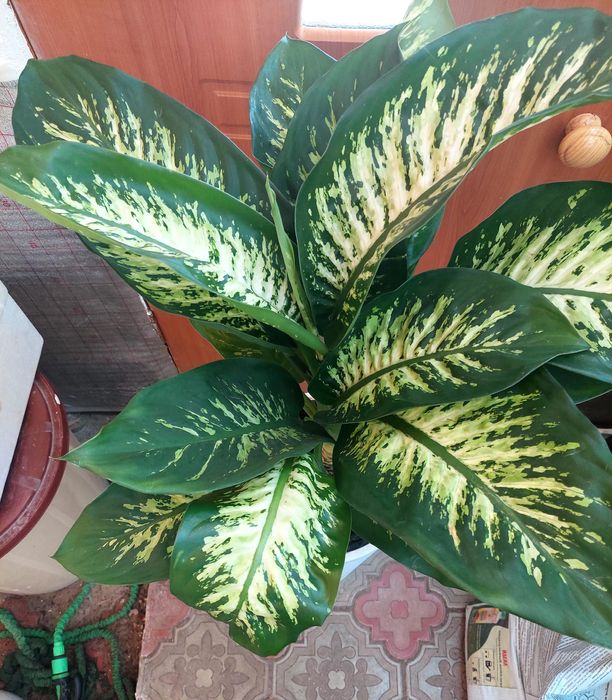 Дефенбахия тропик сноу адаптирован без горшка в отличном состоя