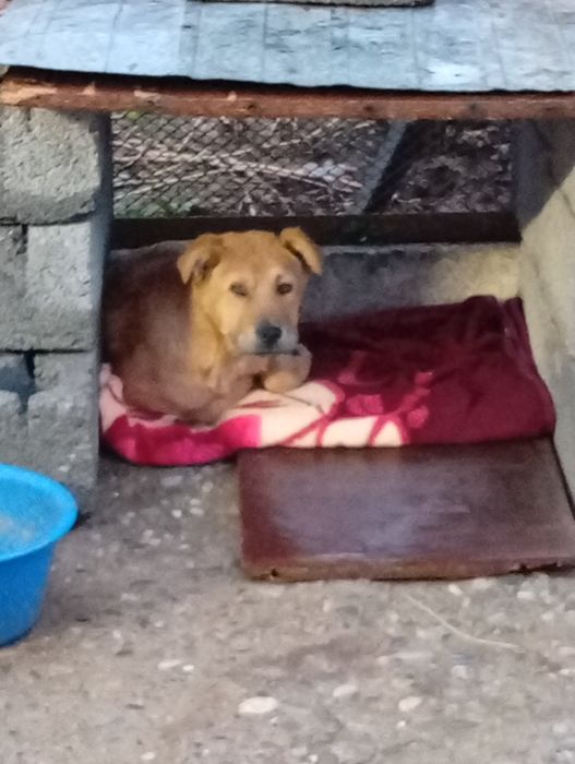 Кушік тегын еркек