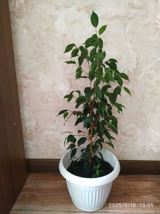 Фикус дерево Ficus