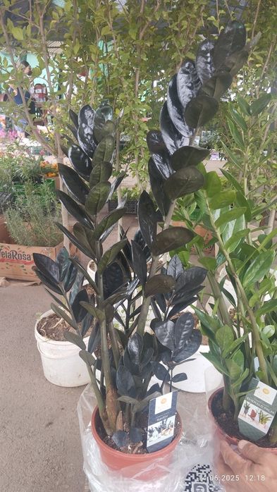 Замиакулькасы,черный равен и эмеральд палм