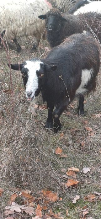 Vând capre  a făta