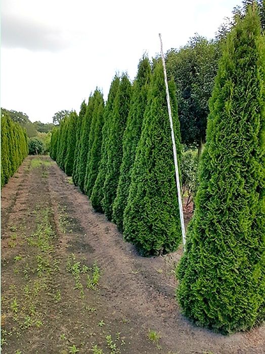 Tuia conica, smarald ( thuja occidentalis smaragd )