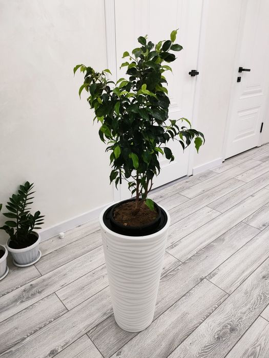 Растения на продажу. Доставка