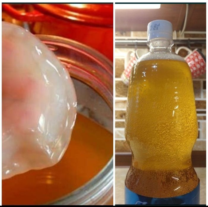 КОМБУЧА (Чайный гриб)