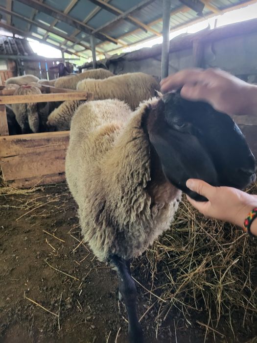 Berbec sârbesc de vanzare