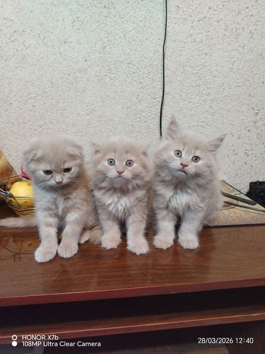 Продаются котята красавчики