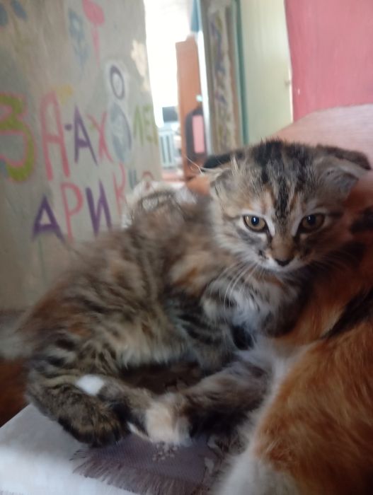 Котята девочки!!
