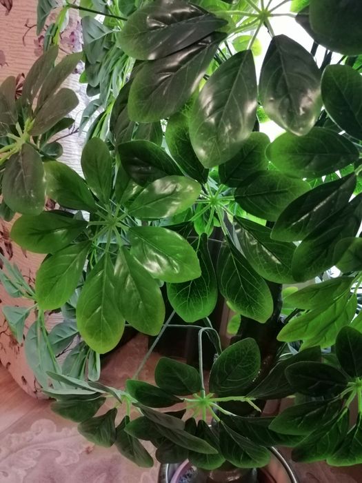 Растение в горшке