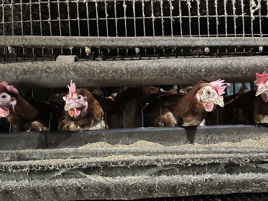 Кокошки носачки порада иса браун