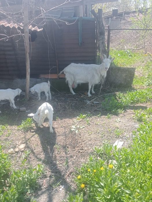 Продаётся овца с  козлятами