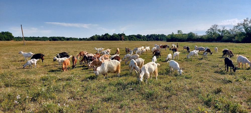 Metis de alpina franceza și saanen