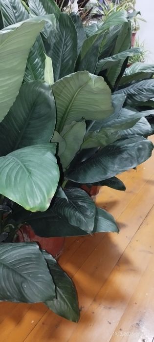 Спатифилум сенсация гигант