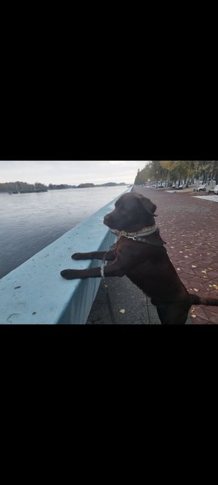 Кабель лабрадора на вязку