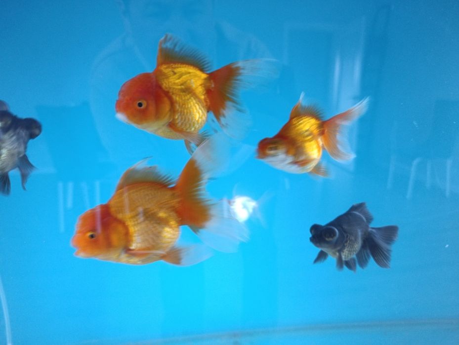 Золотын рыбки, орнада, телескоп